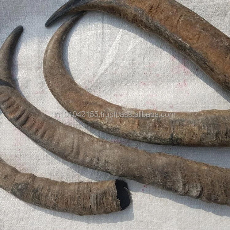 
 Новое поступление, 2021 натуральный гудок буйвола  