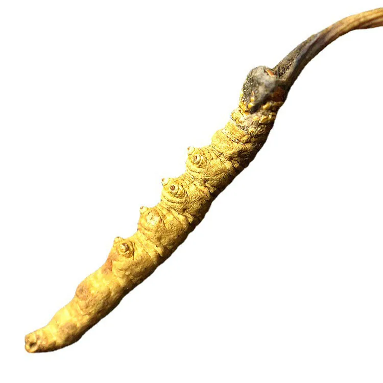Дикий кордицепс Sinensis Заводская поставка дикий Кордицепс Cordyceps