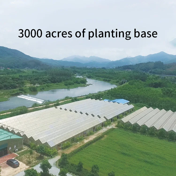 
Hot Sale Natural Cold Press Purified Skin Care Camellia Seed Oil for cosmetic use 