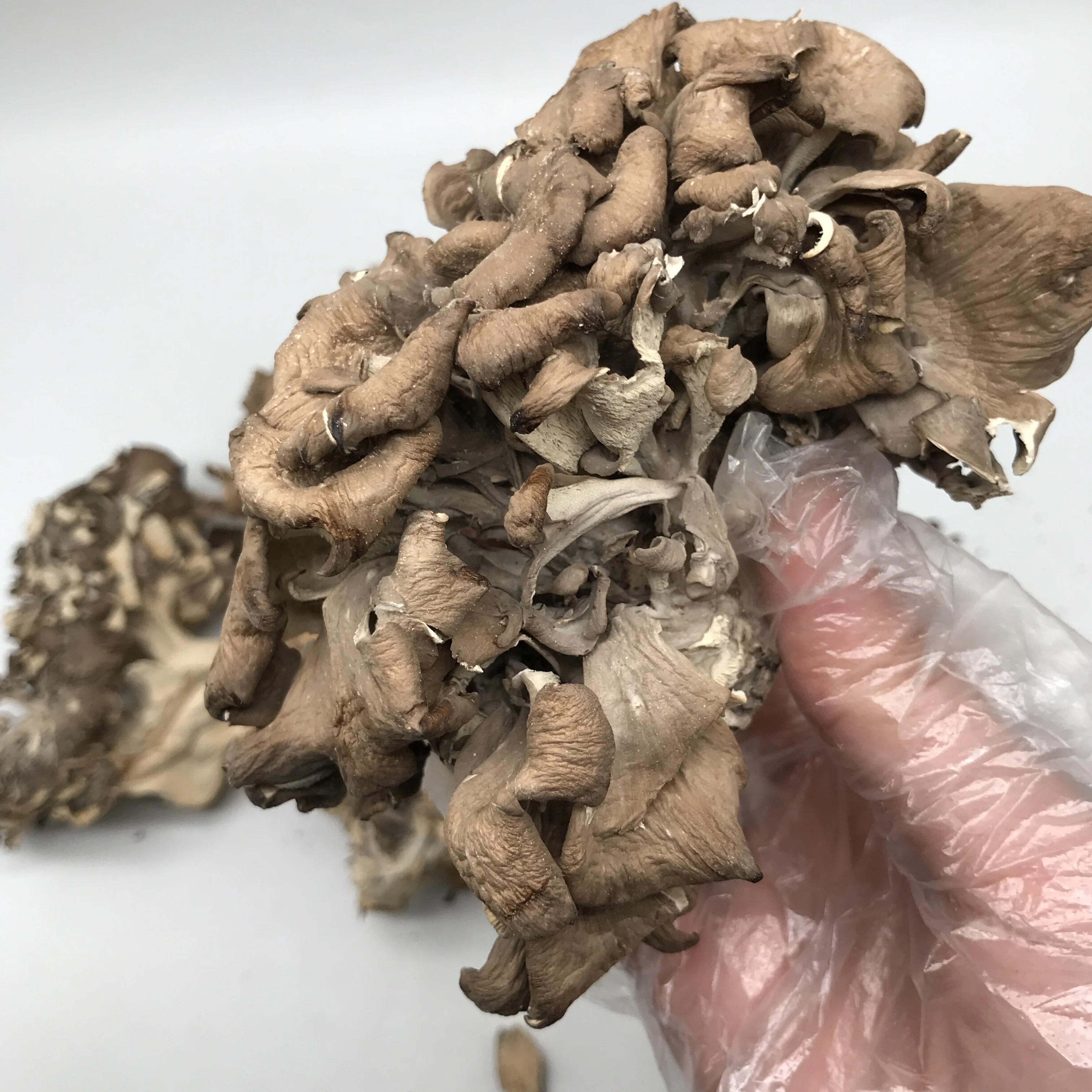 12010 Hui shu hua Wholesale Premium Quality maitake dried mushroom whole Grifola frondosa