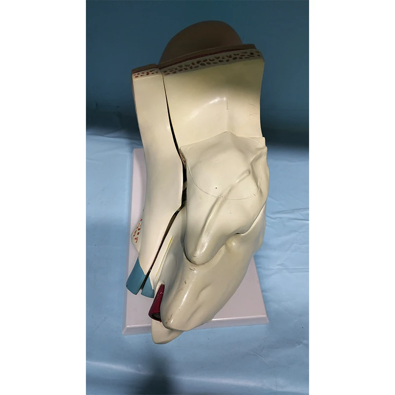 Anatomical model of human bones Enlarge the ear anatomical model by 5 times