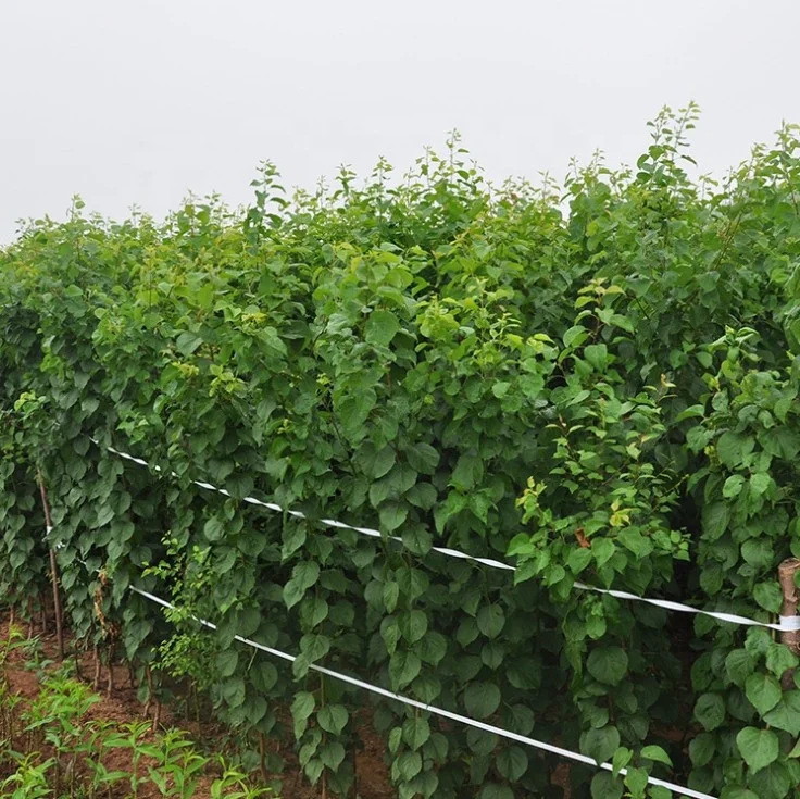 High quality woody plants Apricot fruit trees seedling live plants tree