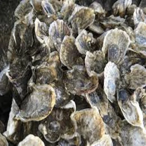 6-8mm Seawater Pearl Oyster With Round Natural Saltwater Pearls Hot sale products