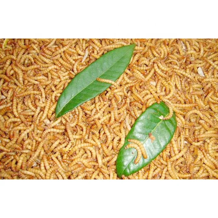 Xin jie biotechnology   2.5-3cm mealworms Thailand stingray fish feed