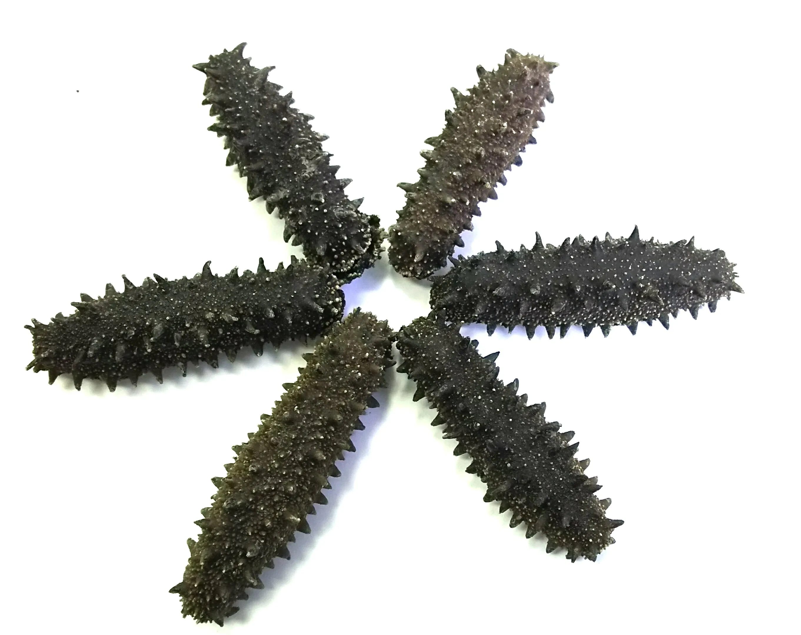 Bulk high quality popular food sea products black dry sea cucumber