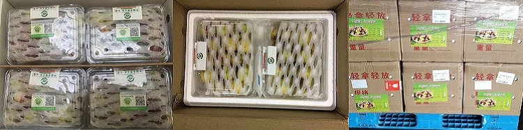 
High quality fresh winter jujube farm directly wholesale price 