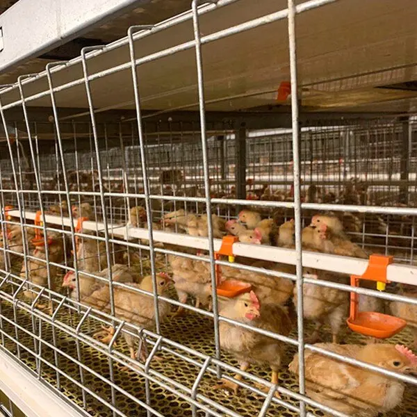 Poultry Chicken Farming Broiler chicken Coop H Type 3 Tier 120 Capacity Cage Chicken