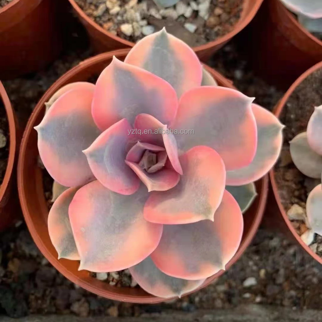 Редкие растения cheveria Радужный Розовый цвет суккуленты реальное растение небольшого размера Таиланд суккуленты кактус живое растение