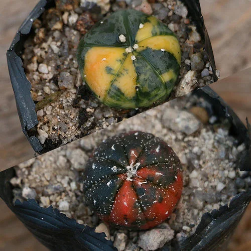 Распродажа, саженское растение, Астрофитум, оптовая продажа, живой кактус для дома и улицы, Таиланд, суккуленты, кактус, растение, онлайн кактусы