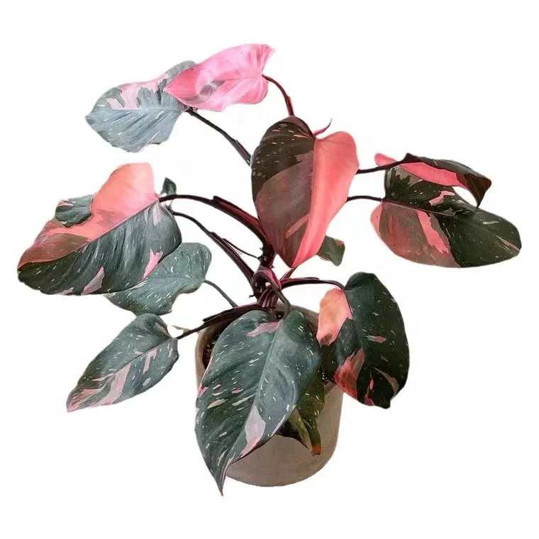 Wholesale aglaonema pot pink princess  Indoor plants plastic pot