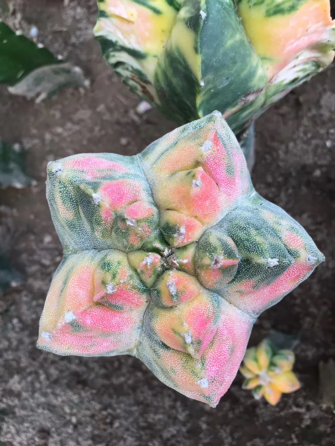 
Hot sale whole sale grafted live indoor cactus outdoor Thailand succulent nursery real cactus plant online cacti for sale 