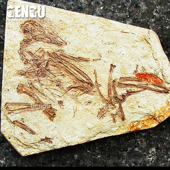 fiberglass fish fossils replicas