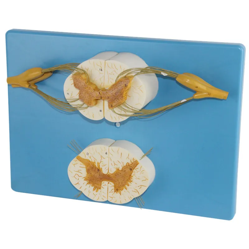 Neurology system doctor simulates learning to send gift decorations with enlarged models of spine and spinal nerve branches