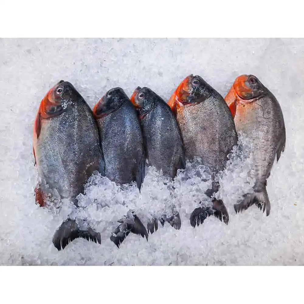 Замороженная красная рыба pacu pompano boerderij opkomst rode pomfret peixe vermelho congelado замороженная
