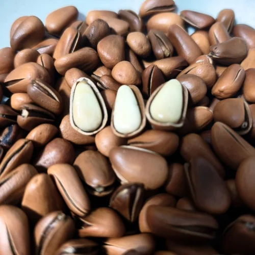 Jilin Organic Pine Nuts Roasted Dried Nut Food From Northeast China Rich Nutrients Bulk Packaged Agriculture Product