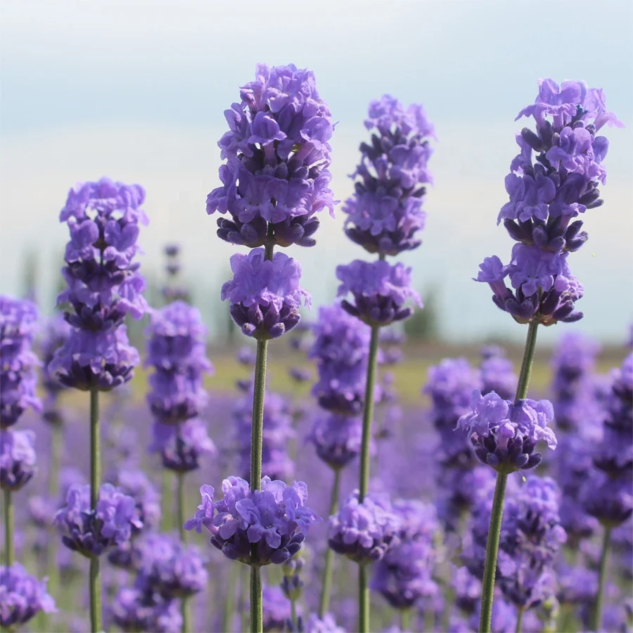Wholesale Essential Oil Bulk Very Pure Lavender Extract From Farm