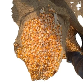 High Quality For SALE, Yellow Corn Animal Feed Yellow Corn Price Per Ton Yellow Corn For Animal Feed