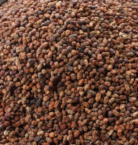 Bulk cheap price Red Chinese raw spice Galanga Galangal fruits for sale