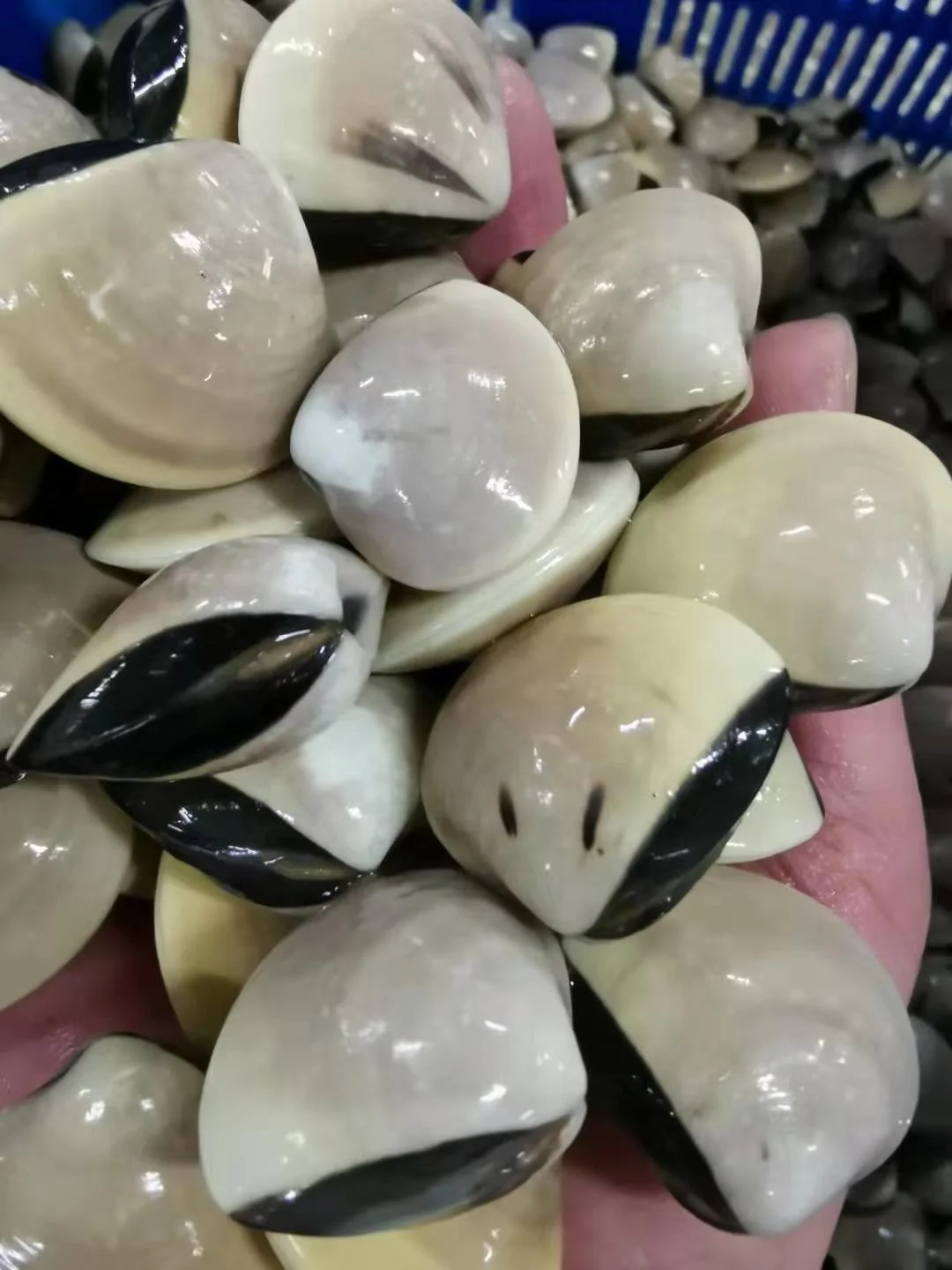 Indonesia Frozen White Clam/ Meat