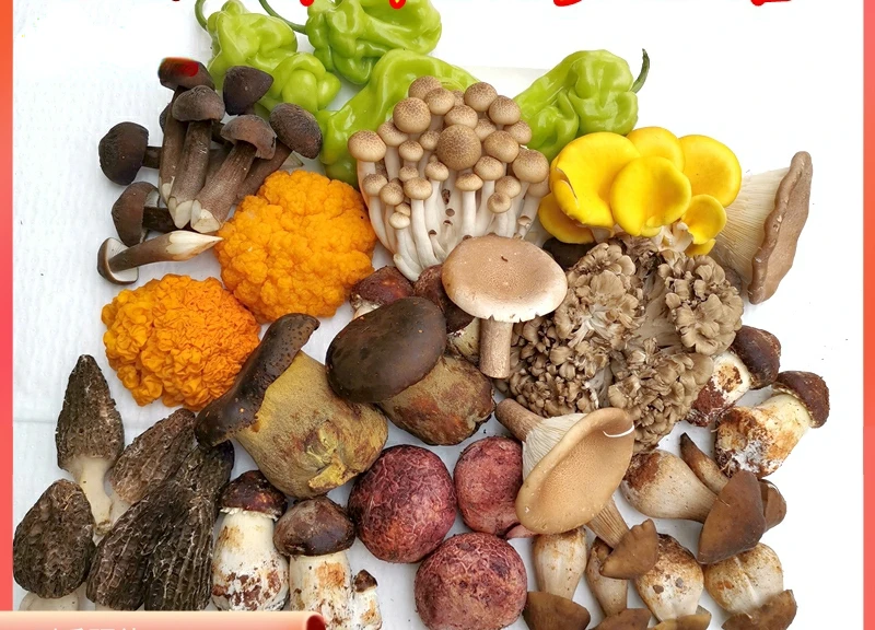 Dry wild mushroom combination 10 kinds of wild truffle beef liver matsutake chicken fir lamb belly
