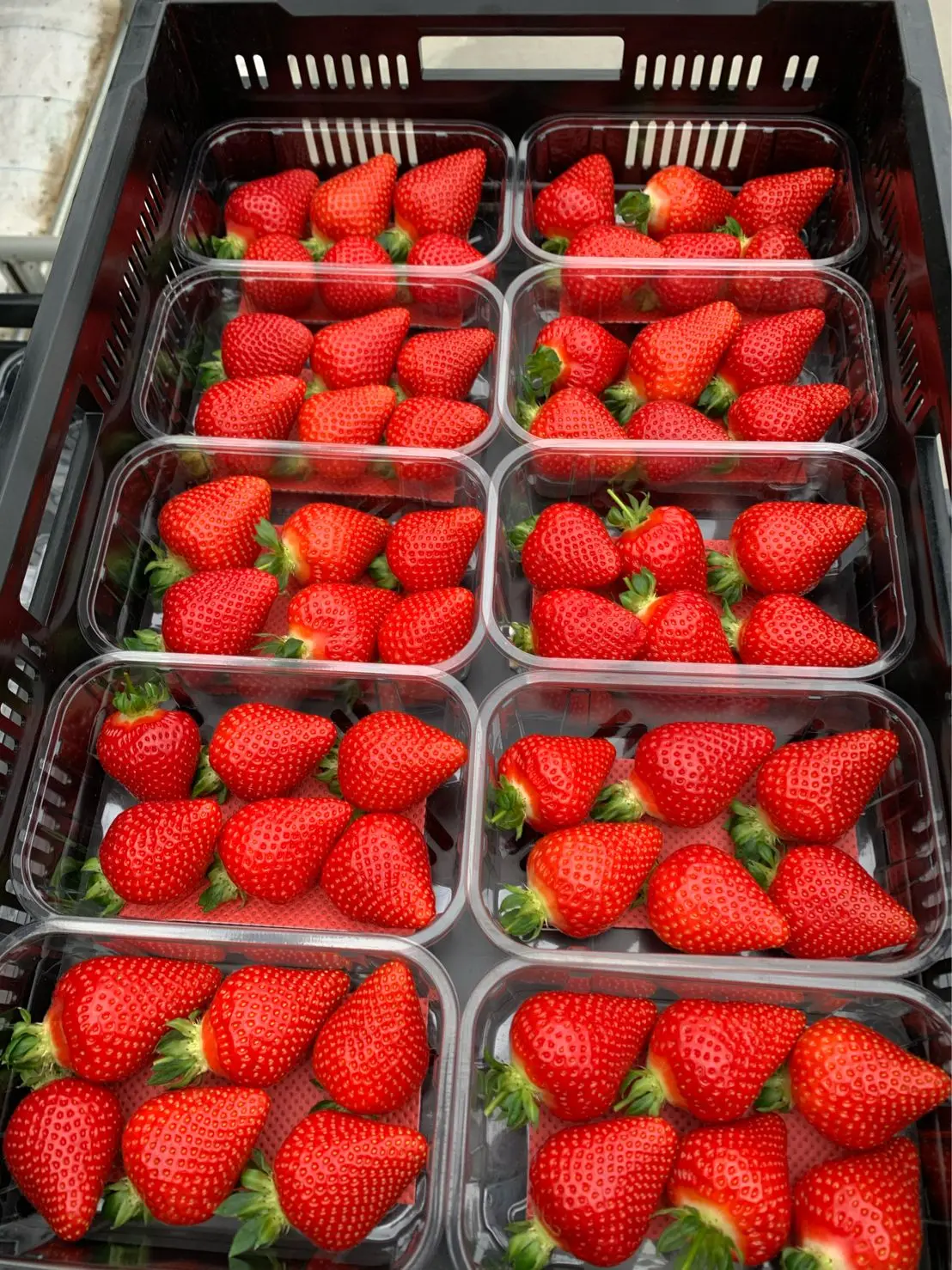 Good Flavor Red Strawberry Seeds for Sale