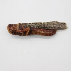 100% green natural insect protein of dried locusts for poultry feed