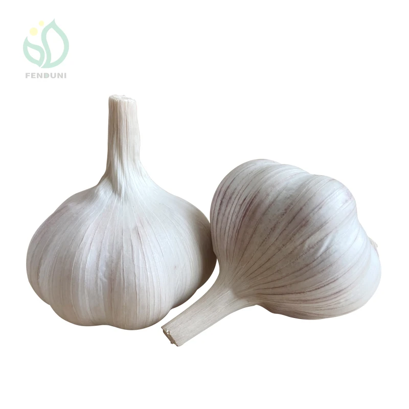 Chinese fresh garlic from Jin xiang county normal white and pure white garlic