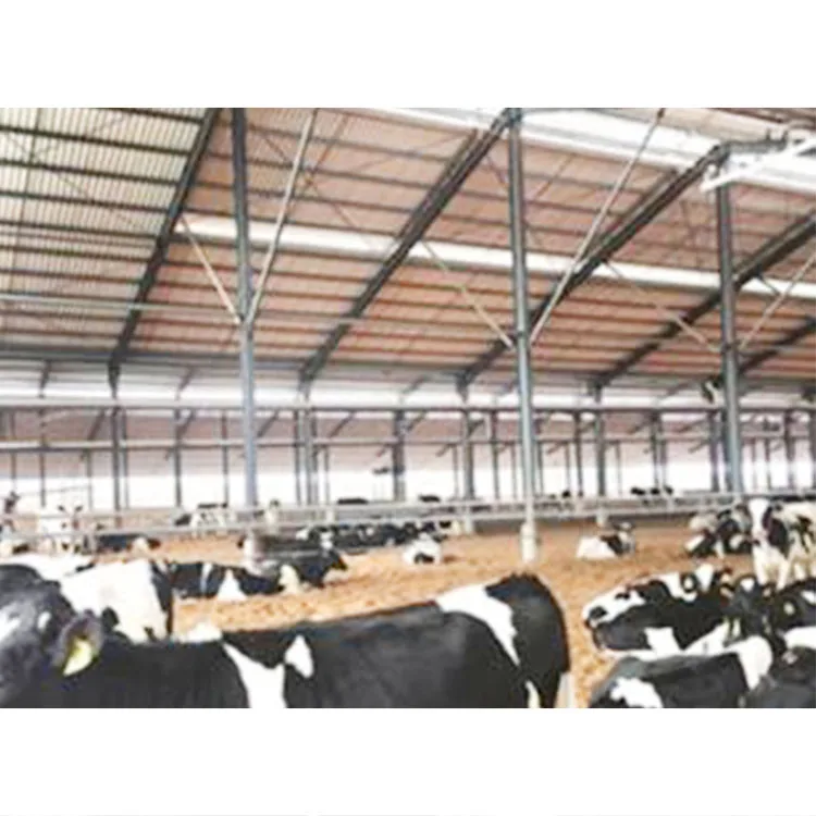 Low cost broiler chicken goat farm shed manufacturer steel structure