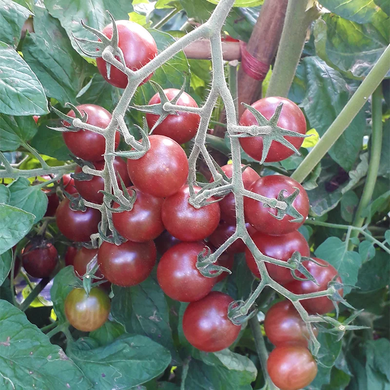 
suntoday Seminis purple cherry mini high yield f1 hybrid tomato seeds 200seeds/bag 