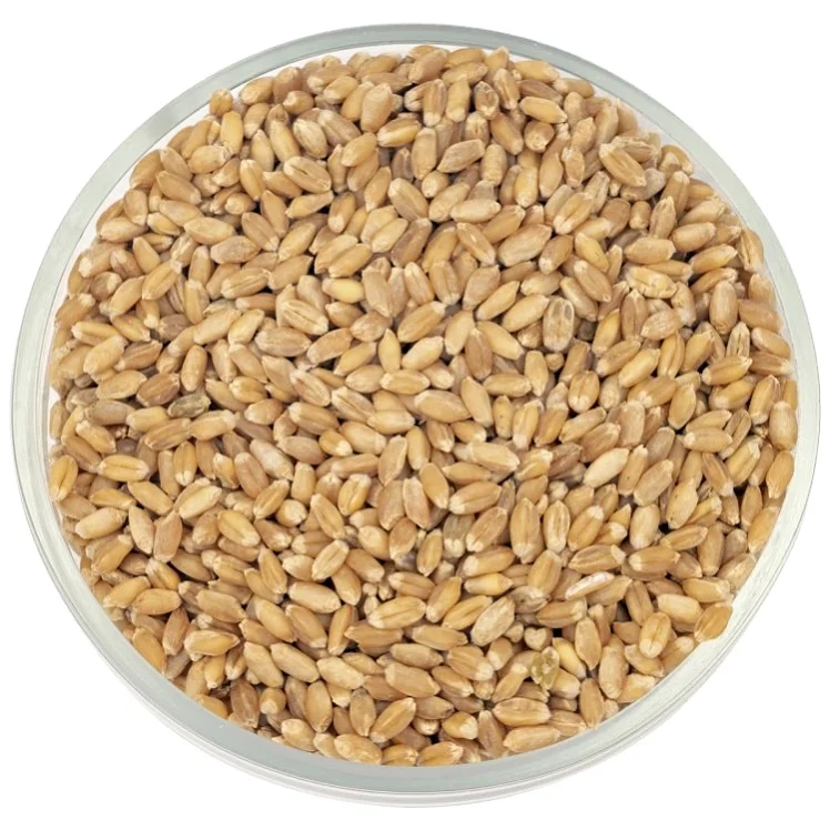 Natural Origin Wheat grain made in Kazakhstan