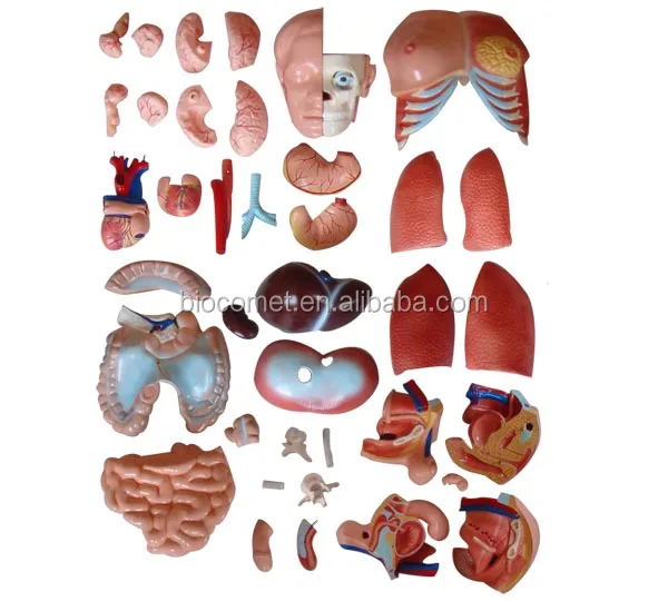 85CM Unisex Torso model 40 Parts Hospital school modelo de torso medico unisex