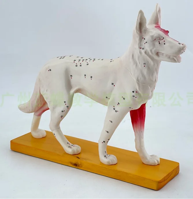 Veterinary teaching Acupuncture points model animals dog anatomy model