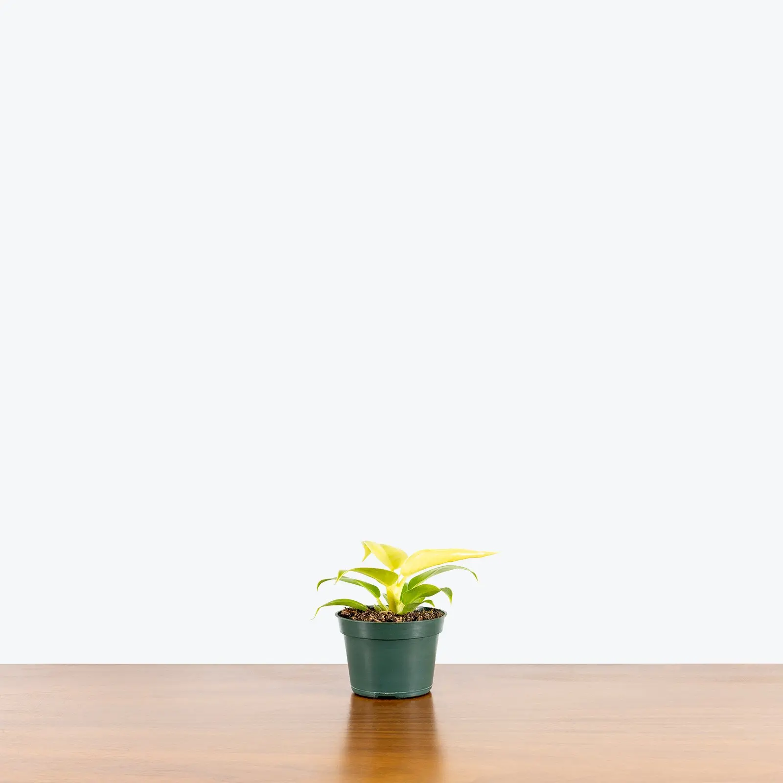 
Wholesale air purify Philodendron Moonlight tropic natural plants for sale indoor and outdoor decor 