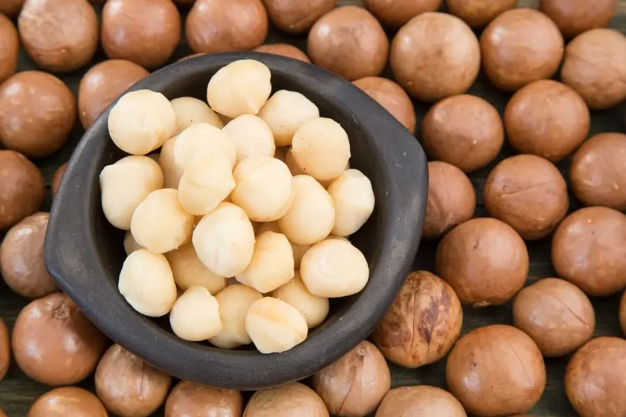 High Quality Dried Shell Macadamia Nuts Sweet Milky Flavor Hand Squeeze Yummy Snack Dried Fruit Wholesale Supply