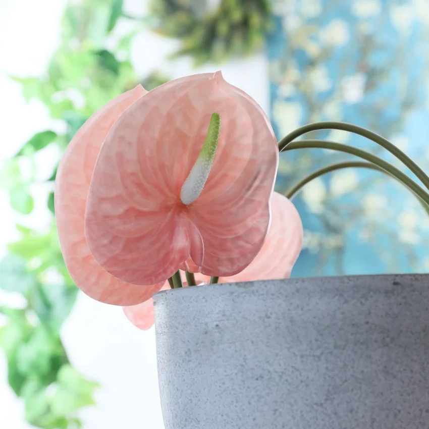 Free Sample Anthurium In Bangkok Wedding Home Decor Flowers Artificial Anthurium