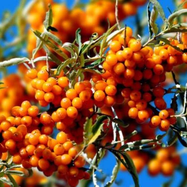 Sea buckthorn Seed