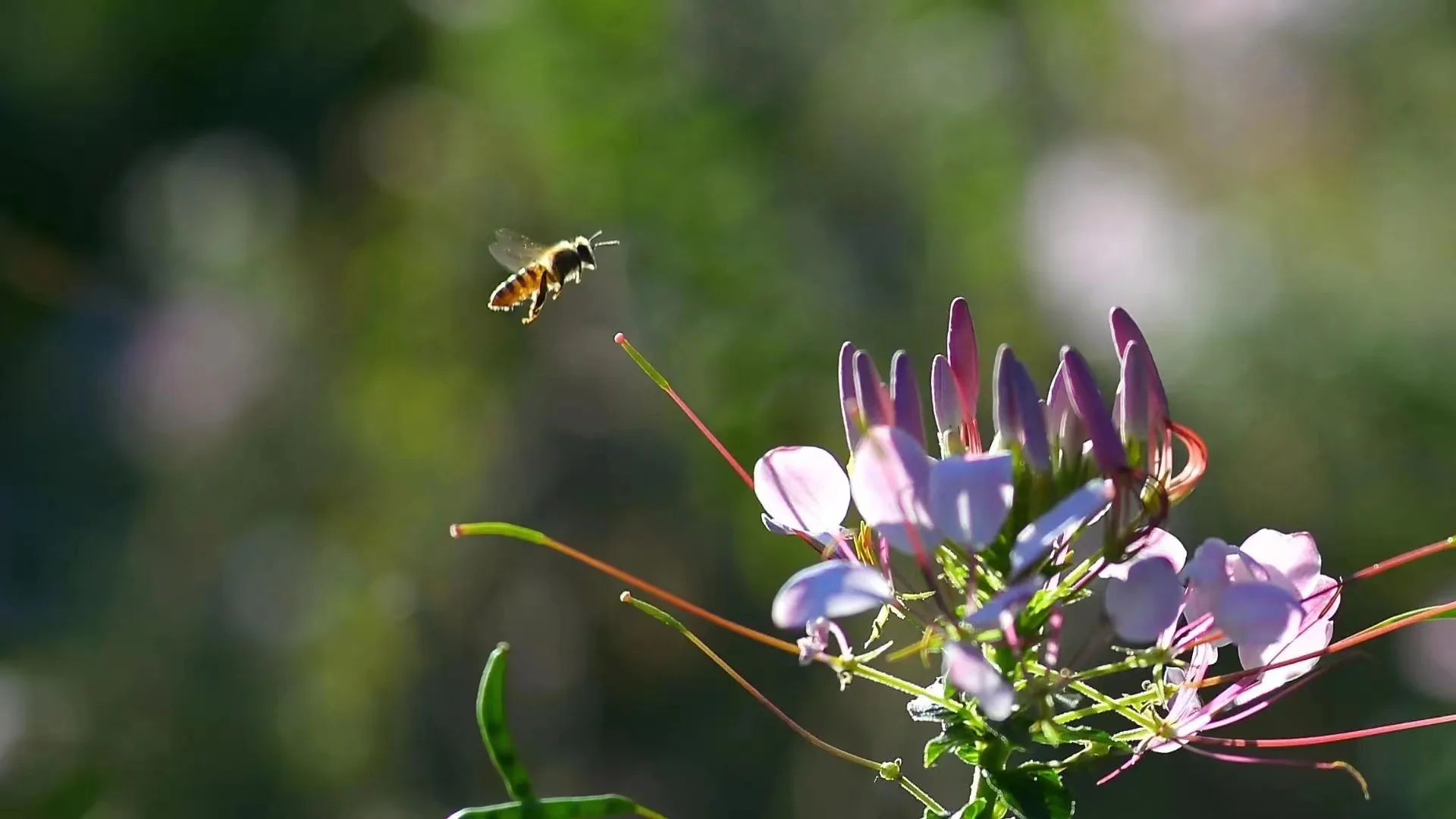 Dslr Lenses 85mm Manual Focus F1.8 Telephoto Manual Focus for NIKON Camera Black Zoom Lens Camera Lenses Micro 4/3 10 Blades AF