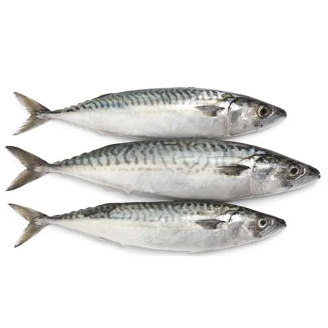 
roast blue atka mackerel 