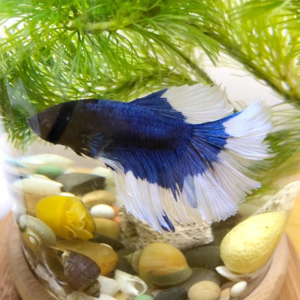 Unique Revolving Desktop 360 Degree Fish Tank With Glass Square Jar Fish Tank Aquarium For Home Office Decoration