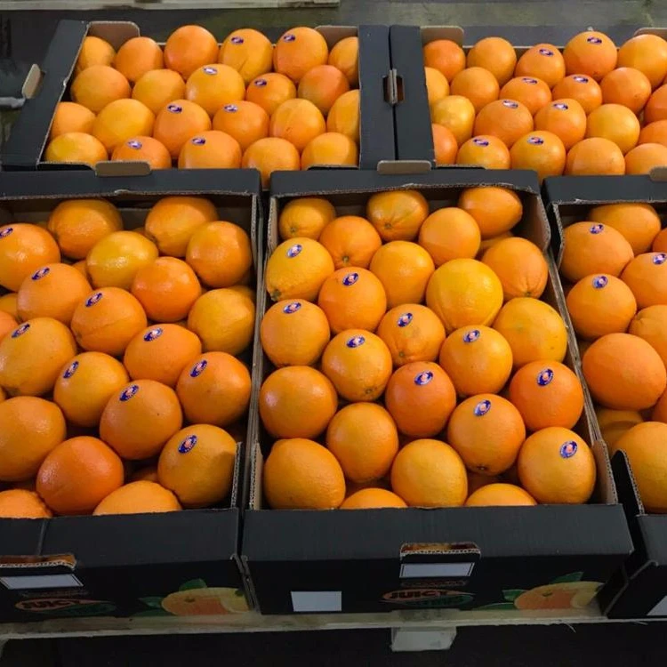 
Exports best price fruits oranges fresh from greece 