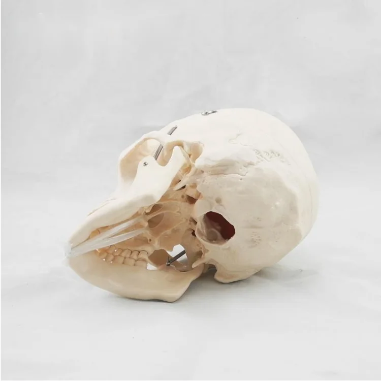 TZ Education Medical Science Medical Anatomical Life-Size Human Skull Model skull 3d model