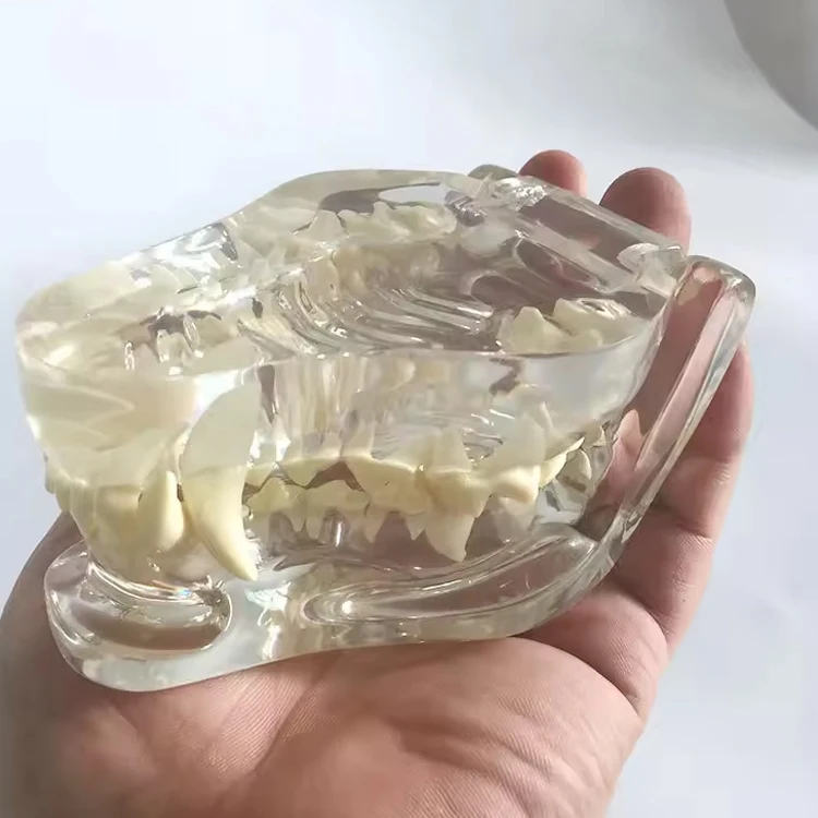 Animals Oral Tooth Jaw For Veterinary Office Educational Tool Transparent Canine Dog Cat Teeth Anatomical Model
