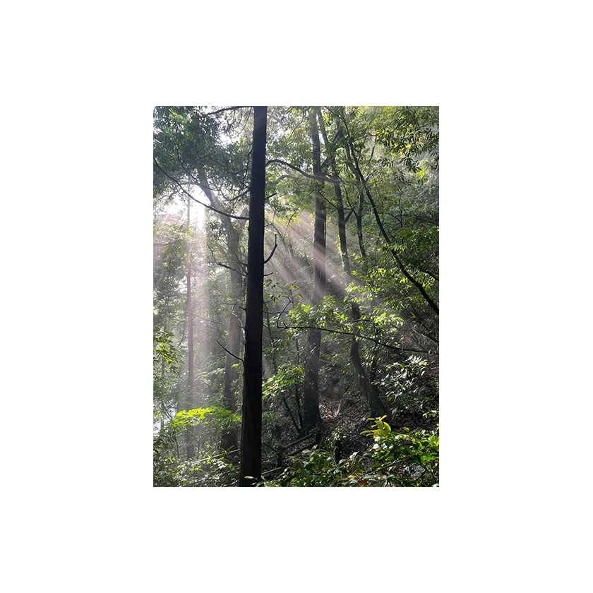 Alcoholic beverage wine sake has an elegant ginjo aroma like that of an apple