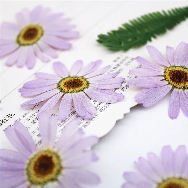 I630 Margaret Dried Pressed Natural Flowers Petal for Handmade Craft and Bookmark Paper Lamp Decoration