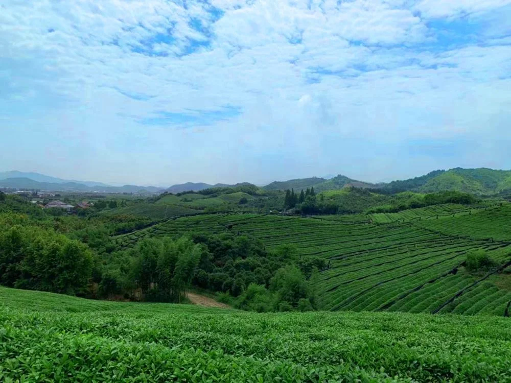 
100%organic ceremonial matcha Japanese style matcha green tea powder factory supply 