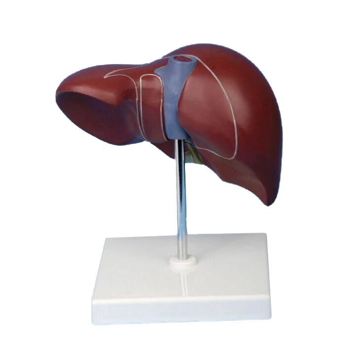 Medical Teaching Model: Plastic Human Liver Model