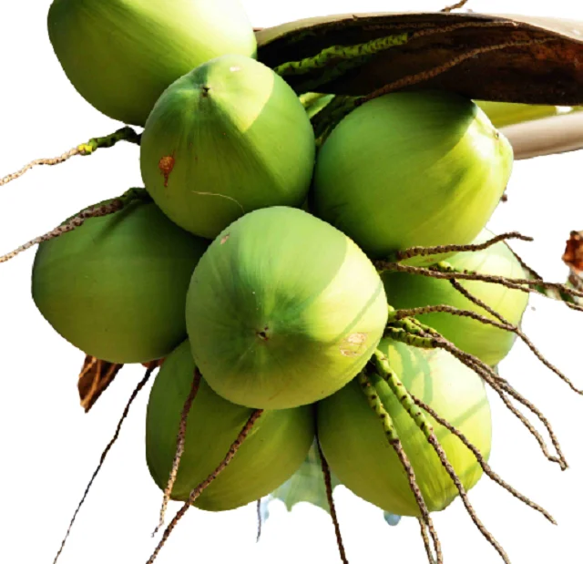 
Best sale Fresh Young Coconut Wholesales whole Green husk Tropical OEM Sweet Vietnam Packing Pulp Color Weight Eco Pieces 