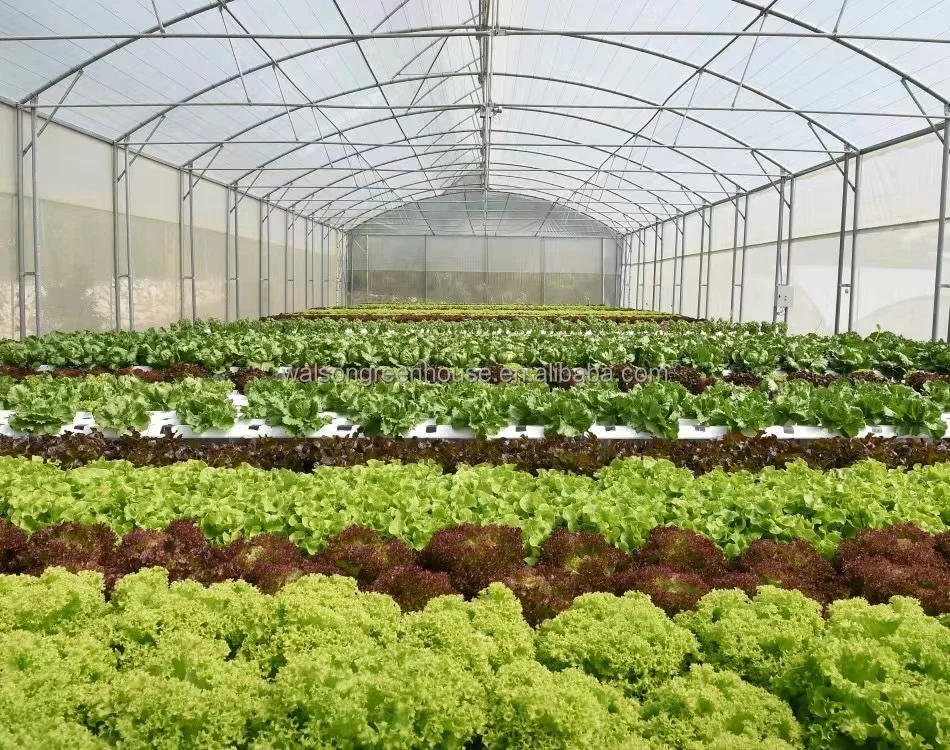Economic tunnel tomato greenhouse with shading net film green house