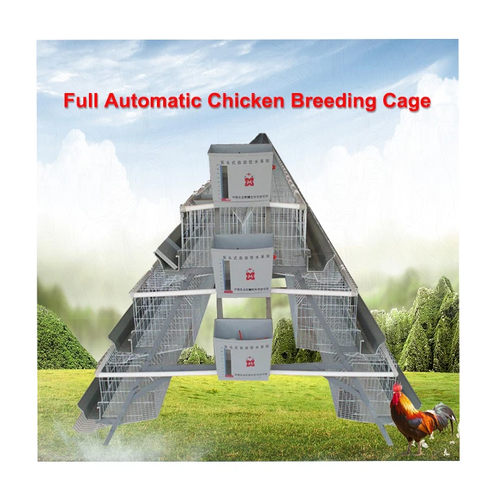 90-120 chicken battery cages for poultry chicken layer a type layer chicken cage for bangladesh