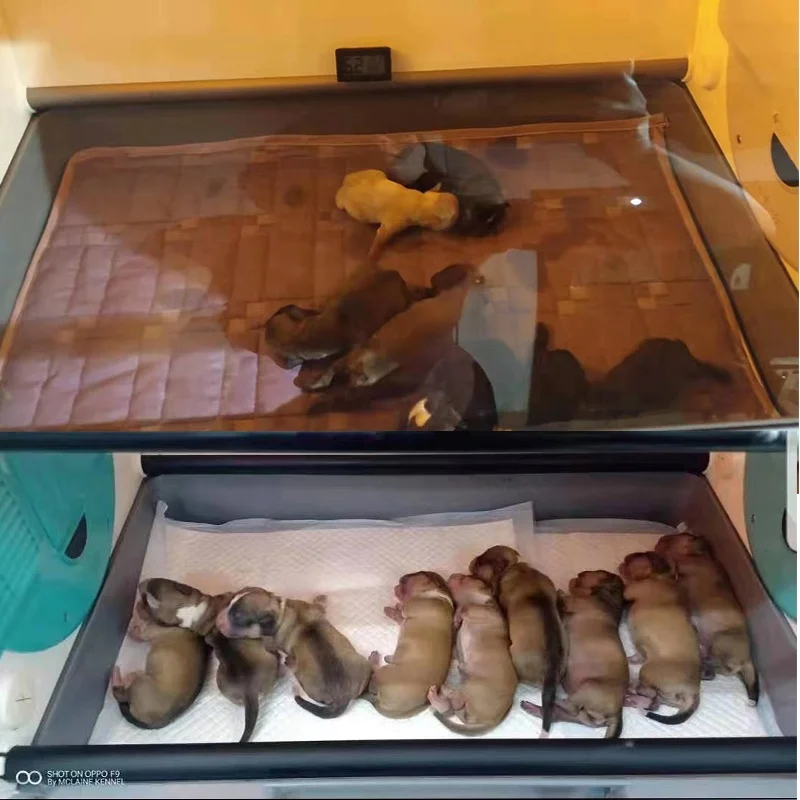 Ysenmed Pet Puppy Incubator Veterinary Equipment Instrument Dog Large Puppy Incubator With Oxygen Nebulizer